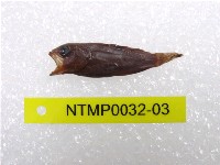 藏品(三斑石斑魚)的圖片